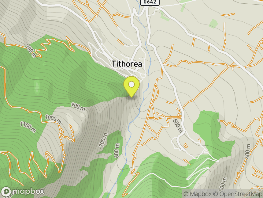 Tithorea